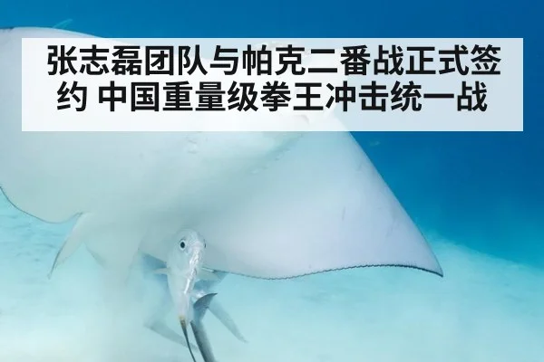张志磊团队与帕克二番战正式签约 中国重量级拳王冲击统一战